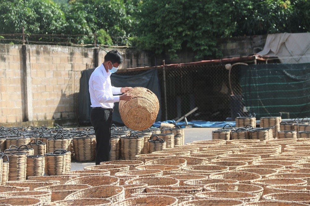 cây bông giấy