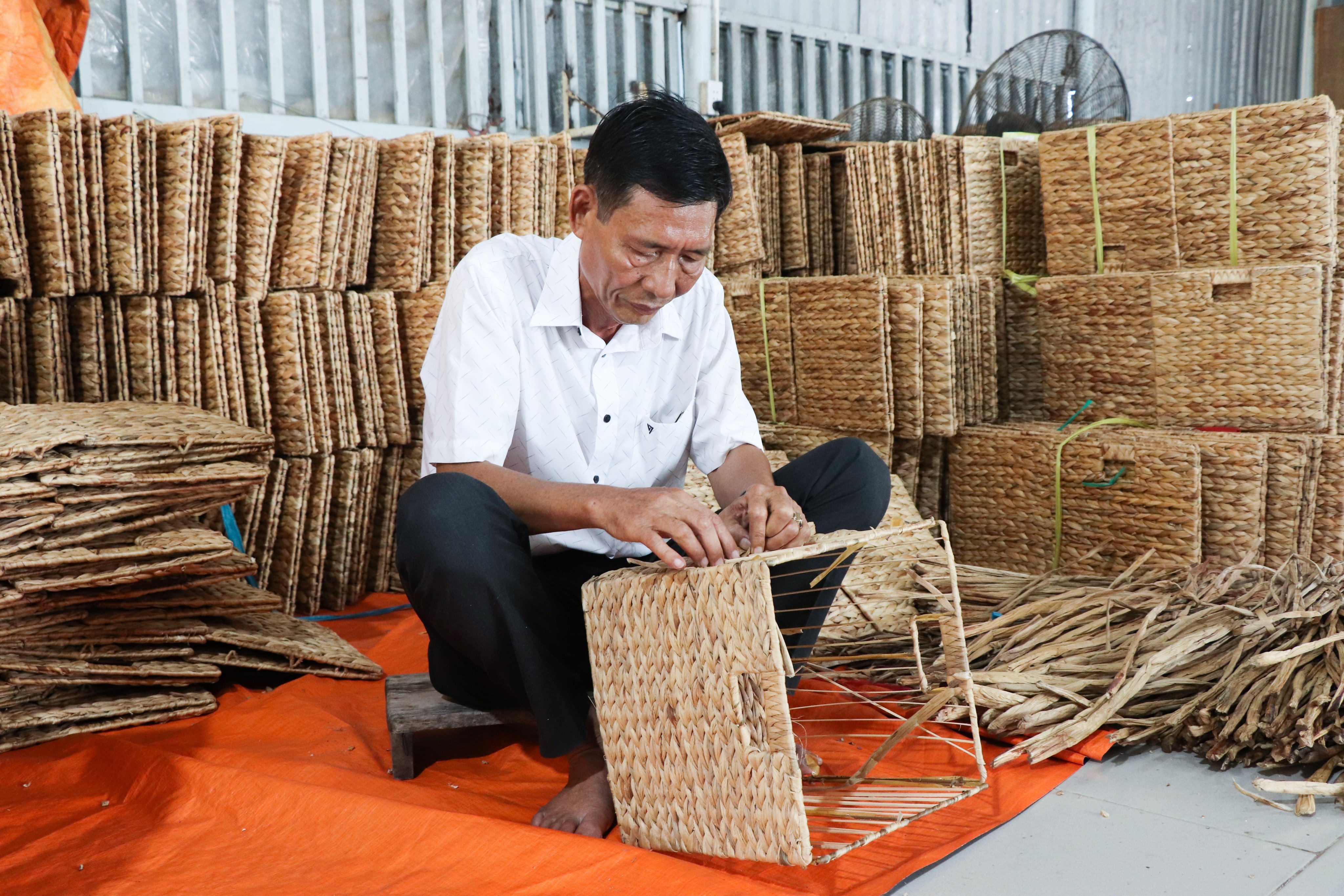 cây bông giấy